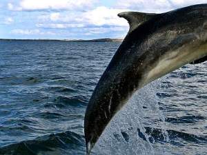 dolphintail